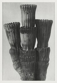 Equisetum Hiemale (Winter Horsetail) part of root enlarged 8 times from Urformen der Kunst (1928) by <a href="https://www.rawpixel.com/search/Karl%20Blossfeldt?sort=new&amp;type=all&amp;page=1">Karl Blossfeldt</a>. Original from The Rijksmuseum. Digitally enhanced by rawpixel.