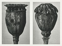 Papaver (Poppy) enlarged 6 times and 10 times from Urformen der Kunst (1928) by Karl Blossfeldt. Original from The Rijksmuseum. Digitally enhanced by rawpixel.