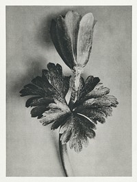 Anemone Blanda (Windblume) enlarged 8 times from Urformen der Kunst (1928) by <a href="https://www.rawpixel.com/search/Karl%20Blossfeldt?sort=new&amp;type=all&amp;page=1">Karl Blossfeldt</a>. Original from The Rijksmuseum. Digitally enhanced by rawpixel.