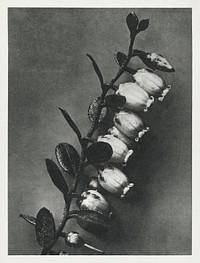 Lyonia calyculata enlarged 8 times from Urformen der Kunst (1928) by Karl Blossfeldt. Original from The Rijksmuseum. Digitally enhanced by rawpixel.