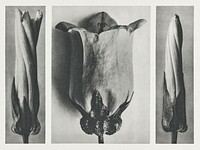 Convolvulus Sepium (Hedge Bindweed) enlarged 5 times and Campanula Medium (Canterbury Bells) enlarged 6 times from Urformen der Kunst (1928) by Karl Blossfeldt. Original from The Rijksmuseum. Digitally enhanced by rawpixel.