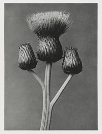 Cirsium Canum (Queen Anne Thistle) enlarged 4 times from Urformen der Kunst (1928) by Karl Blossfeldt. Original from The Rijksmuseum. Digitally enhanced by rawpixel.