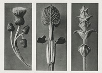 Cirsium canum (Queen Anne Thistle) enlarged 4 times, Phlomis umbrosa enlarged 4 times, and Salvia enlarged 6 times from Urformen der Kunst (1928) by <a href="https://www.rawpixel.com/search/Karl%20Blossfeldt?sort=new&amp;type=all&amp;page=1">Karl Blossfeldt</a>. Original from The Rijksmuseum. Digitally enhanced by rawpixel.