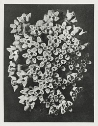 Asclepias incarnata (Swamp Milkweed) enlarged 6 times from Urformen der Kunst (1928) by <a href="https://www.rawpixel.com/search/Karl%20Blossfeldt?sort=new&amp;type=all&amp;page=1">Karl Blossfeldt</a>. Original from The Rijksmuseum. Digitally enhanced by rawpixel.