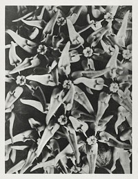 Asclepias speciosa (Showy Milkweed) enlarged 8 times from Urformen der Kunst (1928) by Karl Blossfeldt. Original from The Rijksmuseum. Digitally enhanced by rawpixel.