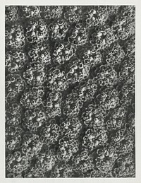 Achillea Filipendulina enlarged 15 times from Urformen der Kunst (1928) by <a href="https://www.rawpixel.com/search/Karl%20Blossfeldt?sort=new&amp;type=all&amp;page=1">Karl Blossfeldt</a>. Original from The Rijksmuseum. Digitally enhanced by rawpixel.
