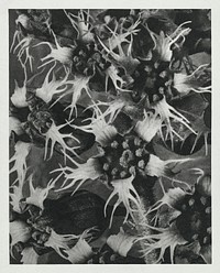 Tellima Grandiflora (Fringe Cups) enlarged 12 times from Urformen der Kunst (1928) by <a href="https://www.rawpixel.com/search/Karl%20Blossfeldt?sort=new&amp;type=all&amp;page=1">Karl Blossfeldt</a>. Original from The Rijksmuseum. Digitally enhanced by rawpixel.