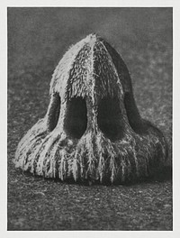 Callistemma Brachiatum (Seed of a Scabious) enlarged 30 times from Urformen der Kunst (1928) by <a href="https://www.rawpixel.com/search/Karl%20Blossfeldt?sort=new&amp;type=all&amp;page=1">Karl Blossfeldt</a>. Original from The Rijksmuseum. Digitally enhanced by rawpixel.