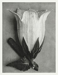 Campanula Alliariifolia (Cornish Bellflower) enlarged 10 times from Urformen der Kunst (1928) by <a href="https://www.rawpixel.com/search/Karl%20Blossfeldt?sort=new&amp;type=all&amp;page=1">Karl Blossfeldt</a>. Original from The Rijksmuseum. Digitally enhanced by rawpixel.