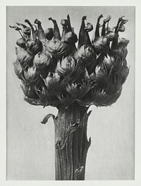 Centaurea macrocephala (Bighead Knapweed) enlarged 5 times from Urformen der Kunst (1928) by <a href="https://www.rawpixel.com/search/Karl%20Blossfeldt?sort=new&amp;type=all&amp;page=1">Karl Blossfeldt</a>. Original from The Rijksmuseum. Digitally enhanced by rawpixel.