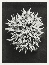 Asclepias speciosa (Showy Milkweed) enlarged 3 times from Urformen der Kunst (1928) by <a href="https://www.rawpixel.com/search/Karl%20Blossfeldt?sort=new&amp;type=all&amp;page=1">Karl Blossfeldt</a>. Original from The Rijksmuseum. Digitally enhanced by rawpixel.