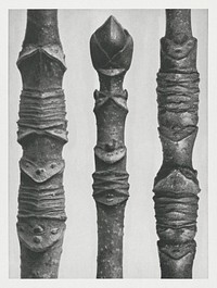 Acer Stems (Different Varieties of Maple) enlarged 10 times from Urformen der Kunst (1928) by <a href="https://www.rawpixel.com/search/Karl%20Blossfeldt?sort=new&amp;type=all&amp;page=1">Karl Blossfeldt</a>. Original from The Rijksmuseum. Digitally enhanced by rawpixel.
