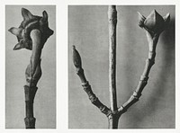 Cornus Nuttallii (Pacific Dogwood) young shoot enlarged 5 times and Cornus Officinalis (Common Dogwood) ramifications enlarged 8 times from Urformen der Kunst (1928) by <a href="https://www.rawpixel.com/search/Karl%20Blossfeldt?sort=new&amp;type=all&amp;page=1">Karl Blossfeldt</a>. Original from The Rijksmuseum. Digitally enhanced by rawpixel.