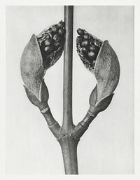 Acer Rufinerve (Maple Tree) enlarged 10 times from Urformen der Kunst (1928) by Karl Blossfeldt. Original from The Rijksmuseum. Digitally enhanced by rawpixel.