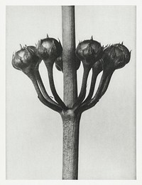 Primula Japonica (Japanese Primrose) fruit enlarged 6 times from Urformen der Kunst (1928) by Karl Blossfeldt. Original from The Rijksmuseum. Digitally enhanced by rawpixel.
