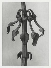 Aristolochia Clematitis (Upright Birth&ndash;Wort) flowers enlarged 7 times from Urformen der Kunst (1928) by Karl Blossfeldt. Original from The Rijksmuseum. Digitally enhanced by rawpixel.