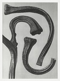 Cucurbita (stems of a Pumpkin) enlarged 3 times from Urformen der Kunst (1928) by <a href="https://www.rawpixel.com/search/Karl%20Blossfeldt?sort=new&amp;type=all&amp;page=1">Karl Blossfeldt</a>. Original from The Rijksmuseum. Digitally enhanced by rawpixel.