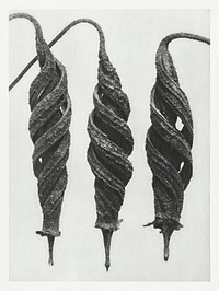 Cajophora Lateritia (Loasaceae) and Chili Nettle enlarged 5 times from Urformen der Kunst (1928) by <a href="https://www.rawpixel.com/search/Karl%20Blossfeldt?sort=new&amp;type=all&amp;page=1">Karl Blossfeldt</a>. Original from The Rijksmuseum. Digitally enhanced by rawpixel.