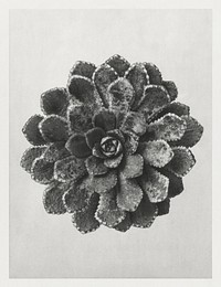 Margined Pyramidal Saxifrage (Saxifraga Aizoon) leaf enlarged 8 times from Urformen der Kunst (1928) by <a href="https://www.rawpixel.com/search/Karl%20Blossfeldt?sort=new&amp;type=all&amp;page=1">Karl Blossfeldt</a>. Original from The Rijksmuseum. Digitally enhanced by rawpixel.