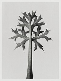 Eryngium Bourgatii (Mediterranean Sea Holly) leaves enlarged 5 times from Urformen der Kunst (1928) by <a href="https://www.rawpixel.com/search/Karl%20Blossfeldt?sort=new&amp;type=all&amp;page=1">Karl Blossfeldt</a>. Original from The Rijksmuseum. Digitally enhanced by rawpixel.