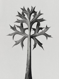 Eryngium Bourgatii (Mediterranean Sea Holly) leaves enlarged 5 times