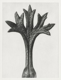 Saxifraga Willkommniana (Willkomm&#39;s Saxifrage) leaf enlarged 18 times from Urformen der Kunst (1928) by <a href="https://www.rawpixel.com/search/Karl%20Blossfeldt?sort=new&amp;type=all&amp;page=1">Karl Blossfeldt</a>. Original from The Rijksmuseum. Digitally enhanced by rawpixel.