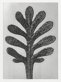 Achillea Umbellata (Yarrow) leaf enlarged 30 times from Urformen der Kunst (1928) by Karl Blossfeldt. Original from The Rijksmuseum. Digitally enhanced by rawpixel.