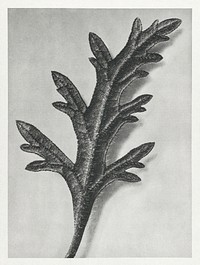 Verbena Canadensis (rose mock vervain) enlarged 10 times from Urformen der Kunst (1928) by Karl Blossfeldt. Original from The Rijksmuseum. Digitally enhanced by rawpixel.