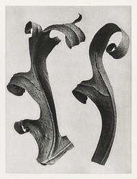 Silphium Laciniatum (Compass Plant) leaves enlarged 6 times from Urformen der Kunst (1928) by <a href="https://www.rawpixel.com/search/Karl%20Blossfeldt?sort=new&amp;type=all&amp;page=1">Karl Blossfeldt</a>. Original from The Rijksmuseum. Digitally enhanced by rawpixel.