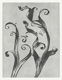 Delphinium (Larkspur Leaves) enlarged 6 times from Urformen der Kunst (1928) by Karl Blossfeldt. Original from The Rijksmuseum. Digitally enhanced by rawpixel.