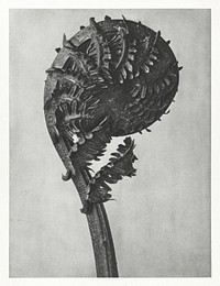 Struthiopteris Germanica (German Ostrich Fern Frond) enlarged 8 times from Urformen der Kunst (1928) by <a href="https://www.rawpixel.com/search/Karl%20Blossfeldt?sort=new&amp;type=all&amp;page=1">Karl Blossfeldt</a>. Original from The Rijksmuseum. Digitally enhanced by rawpixel.