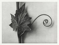 Bryonia Alba (White Bryony) enlarged 4 times from Urformen der Kunst (1928) by <a href="https://www.rawpixel.com/search/Karl%20Blossfeldt?sort=new&amp;type=all&amp;page=1">Karl Blossfeldt</a>. Original from The Rijksmuseum. Digitally enhanced by rawpixel.