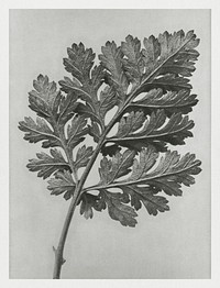 Chrysanthemum parthenium (Feverfew chrysanthemum) enlarged 5 times from Urformen der Kunst (1928) by <a href="https://www.rawpixel.com/search/Karl%20Blossfeldt?sort=new&amp;type=all&amp;page=1">Karl Blossfeldt</a>. Original from The Rijksmuseum. Digitally enhanced by rawpixel.