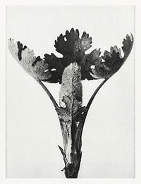 Macleya Cordata (Five&ndash;Seeded Plume-Poppy) enlarged 5 times from Urformen der Kunst (1928) by <a href="https://www.rawpixel.com/search/Karl%20Blossfeldt?sort=new&amp;type=all&amp;page=1">Karl Blossfeldt</a>. Original from The Rijksmuseum. Digitally enhanced by rawpixel.