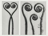 Adiantum pedatum (Northern maidenhair fern) enlarged 8 times and 12 times from Urformen der Kunst (1928) by <a href="https://www.rawpixel.com/search/Karl%20Blossfeldt?sort=new&amp;type=all&amp;page=1">Karl Blossfeldt</a>. Original from The Rijksmuseum. Digitally enhanced by rawpixel.