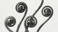 Vintage leaf desktop wallpaper, HD background, Adiantum pedatum, remix from the artwork of Karl Blossfeldt