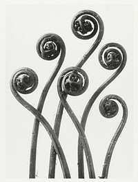 Adiantum pedatum (American Maiden-hair Fern) young fronds enlarged 8 times from Urformen der Kunst (1928) by <a href="https://www.rawpixel.com/search/Karl%20Blossfeldt?sort=new&amp;type=all&amp;page=1">Karl Blossfeldt</a>. Original from The Rijksmuseum. Digitally enhanced by rawpixel.