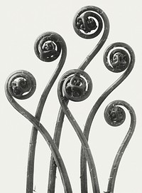 Black and white Adiantum pedatum (American Maiden-hair Fern) young fronds enlarged 8 times