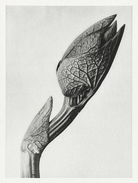 Aristolochia clematitis (Birthwort) enlarged 5 times from Urformen der Kunst (1928) by Karl Blossfeldt. Original from The Rijksmuseum. Digitally enhanced by rawpixel.