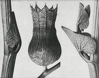 Ristolochia Clematitis (Birthwort) enlarged 8 times,<br />Hyoscyamus Niger (Henbane) enlarged 10 times,<br />and Aristolochia Clematitis (Birthwort) enlarged 8 times