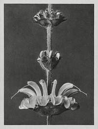 Salvia argentea (silver sage) enlarged 4 times from Urformen der Kunst (1928) by <a href="https://www.rawpixel.com/search/Karl%20Blossfeldt?sort=new&amp;type=all&amp;page=1">Karl Blossfeldt</a>. Original from The Rijksmuseum. Digitally enhanced by rawpixel.