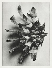 Salvia argentea (silver sage) enlarged 6 times from Urformen der Kunst (1928) by <a href="https://www.rawpixel.com/search/Karl%20Blossfeldt?sort=new&amp;type=all&amp;page=1">Karl Blossfeldt</a>. Original from The Rijksmuseum. Digitally enhanced by rawpixel.