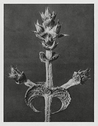 Salvia Aethiopis (Mediterranean Sage) enlarged 4 times from Urformen der Kunst (1928) by Karl Blossfeldt. Original from The Rijksmuseum. Digitally enhanced by rawpixel.