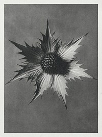 Eryngium Giganteum (Miss Willmott's Ghost) enlarged 4 times from Urformen der Kunst (1928) by Karl Blossfeldt. Original from The Rijksmuseum. Digitally enhanced by rawpixel.