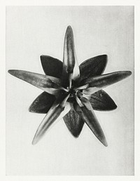 Asclepias Speciosa (Milkweed Flower) enlarged 10 times from Urformen der Kunst (1928) by Karl Blossfeldt. Original from The Rijksmuseum. Digitally enhanced by rawpixel.