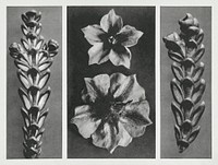 Thujopsis dolabrata enlarged 10 times,<br />Solanum tuberosum (Potato) enlarged 5 times, and<br />Thujopsis dolabrata enlarged 10 times from Urformen der Kunst (1928) by <a href="https://www.rawpixel.com/search/Karl%20Blossfeldt?sort=new&amp;type=all&amp;page=1">Karl Blossfeldt</a>. Original from The Rijksmuseum. Digitally enhanced by rawpixel.