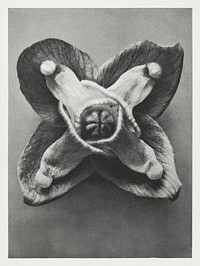 Epimedium Muschianum (Muschi's Barrenwort) enlarged 24 times from Urformen der Kunst (1928) by Karl Blossfeldt. Original from The Rijksmuseum. Digitally enhanced by rawpixel.