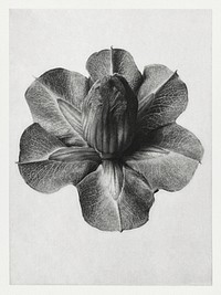 Cobaea Scandens (Cup and Saucer Vine) enlarged 4 times from Urformen der Kunst (1928) by <a href="https://www.rawpixel.com/search/Karl%20Blossfeldt?sort=new&amp;type=all&amp;page=1">Karl Blossfeldt</a>. Original from The Rijksmuseum. Digitally enhanced by rawpixel.