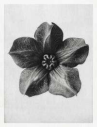 Cobea scandens (Mexican Ivy) calyx enlarged 4 times from Urformen der Kunst (1928) by <a href="https://www.rawpixel.com/search/Karl%20Blossfeldt?sort=new&amp;type=all&amp;page=1">Karl Blossfeldt</a>. Original from The Rijksmuseum. Digitally enhanced by rawpixel.