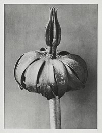 Eranthis cilicica (Winter Aconite) enlarged 8 times from Urformen der Kunst (1928) by <a href="https://www.rawpixel.com/search/Karl%20Blossfeldt?sort=new&amp;type=all&amp;page=1">Karl Blossfeldt</a>. Original from The Rijksmuseum. Digitally enhanced by rawpixel.
